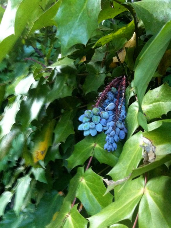 Blue Berries