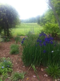 Stowe Garden_Irises